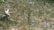 PICTURES/Spectra Point - Rampart Trail Overlook/t_Field of Wildflowers2.JPG